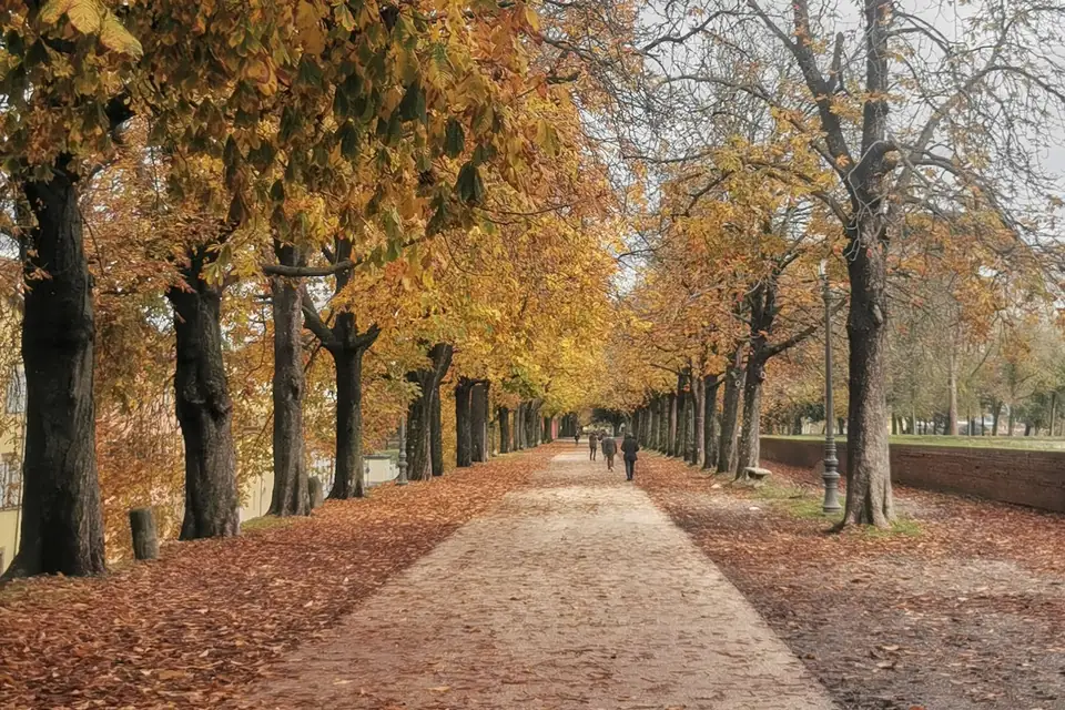 A wide tree-lined path covered in autumn leaves in Lucca, Tuscany