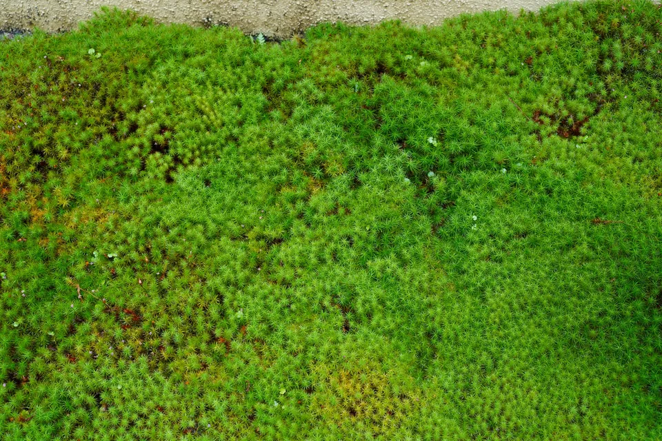 Thick green moss on the ground of a Kyoto garden